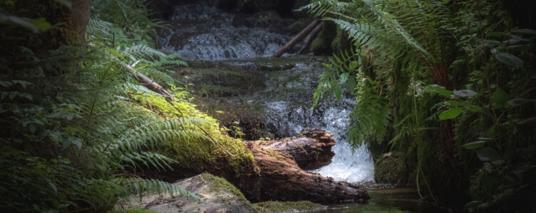 Warm Days and Good Company: Hiking with Friends in the Black Forest