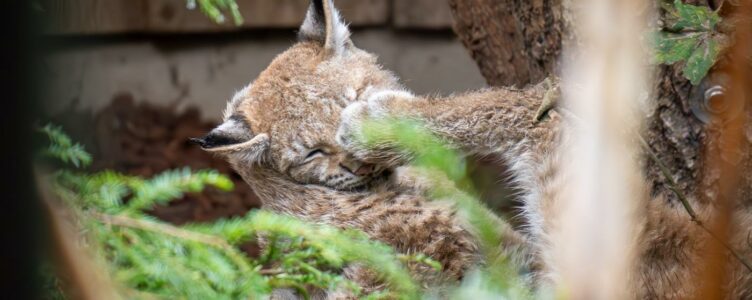 A Day at the Munich Zoo: Observing Wildlife through My Lens