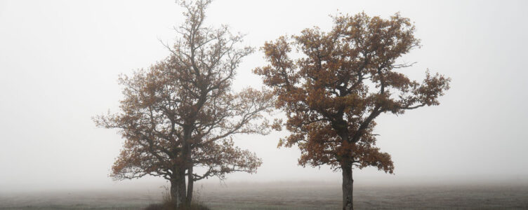 A Serene Walk through the Murnauer Moor