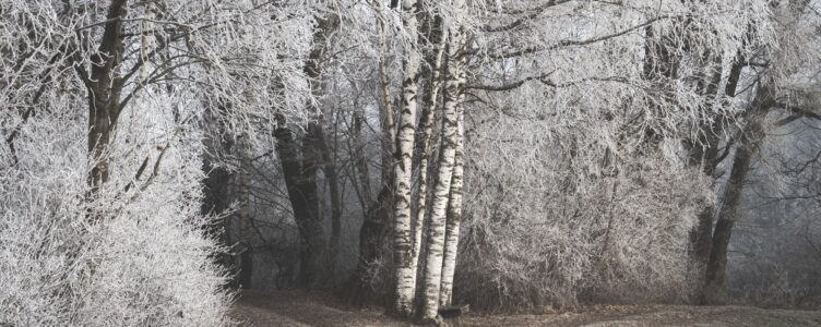 Finding Beauty on a Post-Christmas Nature Walk